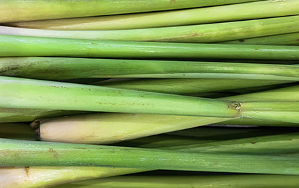 Lemongrass plant