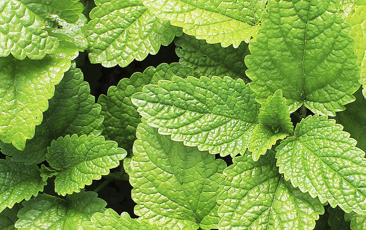 Peppermint plant